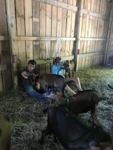 Where are All the Farm Veterinarians? Image